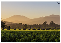 Treasures of the Napa Valley ― Owner Exclusive Tour San Francisco