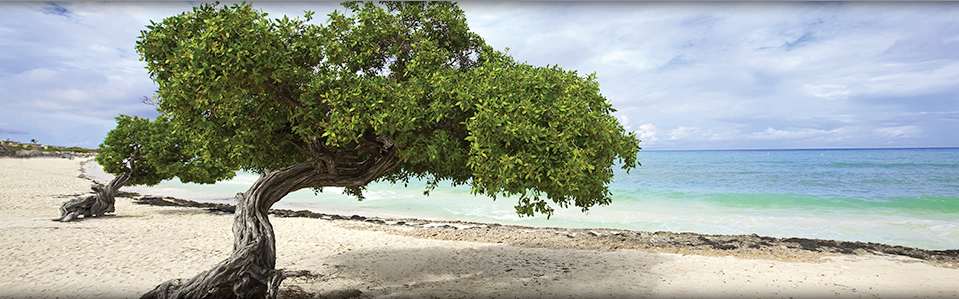 Aruba Resort & Cruise Vacations