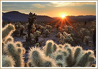 Palm Desert Hummer Joshua Tree Vacation Package