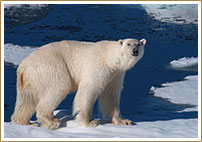 Spitsbergen Cruise Norway, a European Winter Vacation