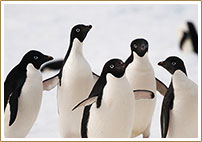 Penguins, Whales, and Beauty - An Antarctica Cruise Winter Vacation