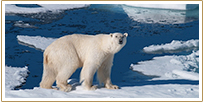 8-day Spitsbergen Cruise Vacation