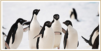11-day Antarctica Adventure Cruise
